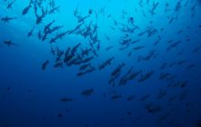 Zdjęcia z wyjazdu na Palau i Truk