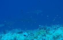 Zdjęcia z wyjazdu na Palau i Truk