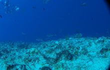 Zdjęcia z wyjazdu na Palau i Truk