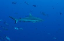 Zdjęcia z wyjazdu na Palau i Truk