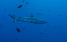 Zdjęcia z wyjazdu na Palau i Truk