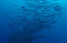 Zdjęcia z wyjazdu na Palau i Truk