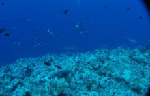 Zdjęcia z wyjazdu na Palau i Truk