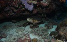 Zdjęcia z wyjazdu na Palau i Truk