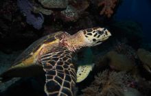 Zdjęcia z wyjazdu na Palau i Truk