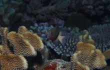 Zdjęcia z wyjazdu na Palau i Truk