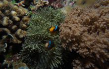 Zdjęcia z wyjazdu na Palau i Truk