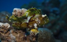 Zdjęcia z wyjazdu na Palau i Truk