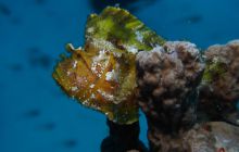 Zdjęcia z wyjazdu na Palau i Truk