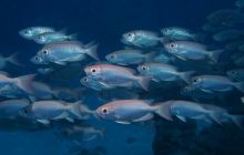 Zdjęcia z wyjazdu na Palau i Truk