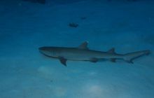 Zdjęcia z wyjazdu na Palau i Truk