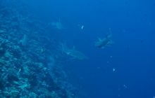 Zdjęcia z wyjazdu na Palau i Truk