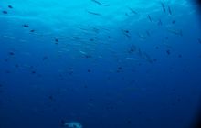 Zdjęcia z wyjazdu na Palau i Truk