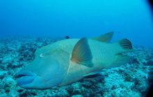 Zdjęcia z wyjazdu na Palau i Truk