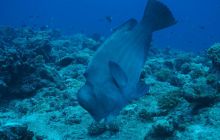 Zdjęcia z wyjazdu na Palau i Truk