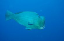 Zdjęcia z wyjazdu na Palau i Truk