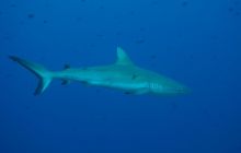 Zdjęcia z wyjazdu na Palau i Truk