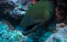 Zdjęcia z wyjazdu na Palau i Truk