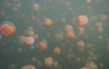 Zdjęcia z wyjazdu na Palau i Truk