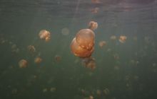 Zdjęcia z wyjazdu na Palau i Truk