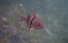 Zdjęcia z wyjazdu na Palau i Truk