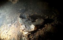 Zdjęcia z wyjazdu na Palau i Truk