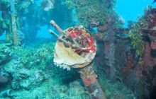 Zdjęcia z wyjazdu na Palau i Truk