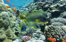 Zdjęcia z wyjazdu Sudan i Dubaj