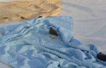 Zdjęcia z wyjazdu Sudan i Dubaj