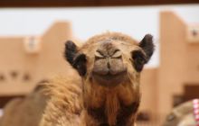 Zdjęcia z wyjazdu Sudan i Dubaj