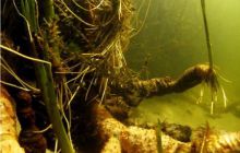 Piaśnica - marzec 2007