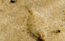 Piaśnica - marzec 2007