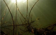 Piaśnica - marzec 2007