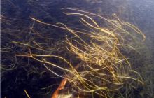 Piaśnica - marzec 2007