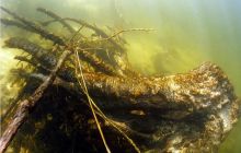 Piaśnica - marzec 2007