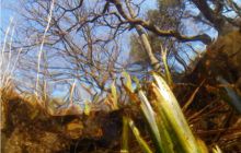 Piaśnica - marzec 2007