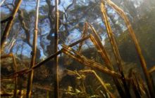 Piaśnica - marzec 2007