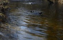 Piaśnica - marzec 2007