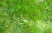 Wukskniki - Styczeń 2004