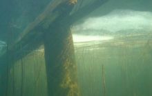 Wukskniki - Styczeń 2004