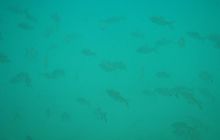 Zakrzówek, Koparki - Wrzesień 2008