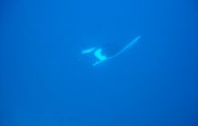 Safari Brothers Islands - Wrzesień 2004