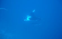 Safari Brothers Islands - Wrzesień 2004