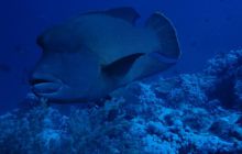 Safari Brothers Islands - Wrzesień 2004