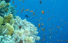 Safari Brothers Islands - Wrzesień 2004