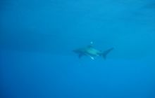 Safari Brothers Islands - Wrzesień 2004