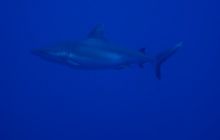 Safari St Johns - Kwiecień 2005