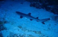 Safari St Johns - Kwiecień 2005