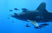 Safari St Johns - Kwiecień 2005