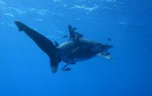 Safari St Johns - Kwiecień 2005